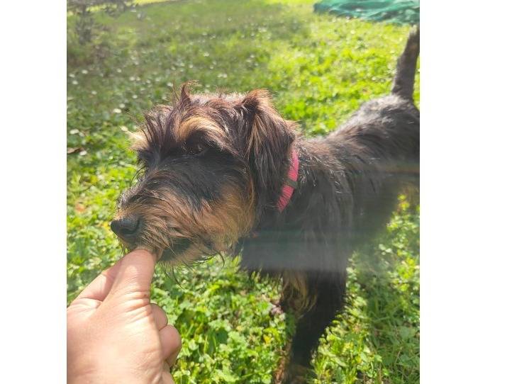 Adotta il cane BECCA a Roma