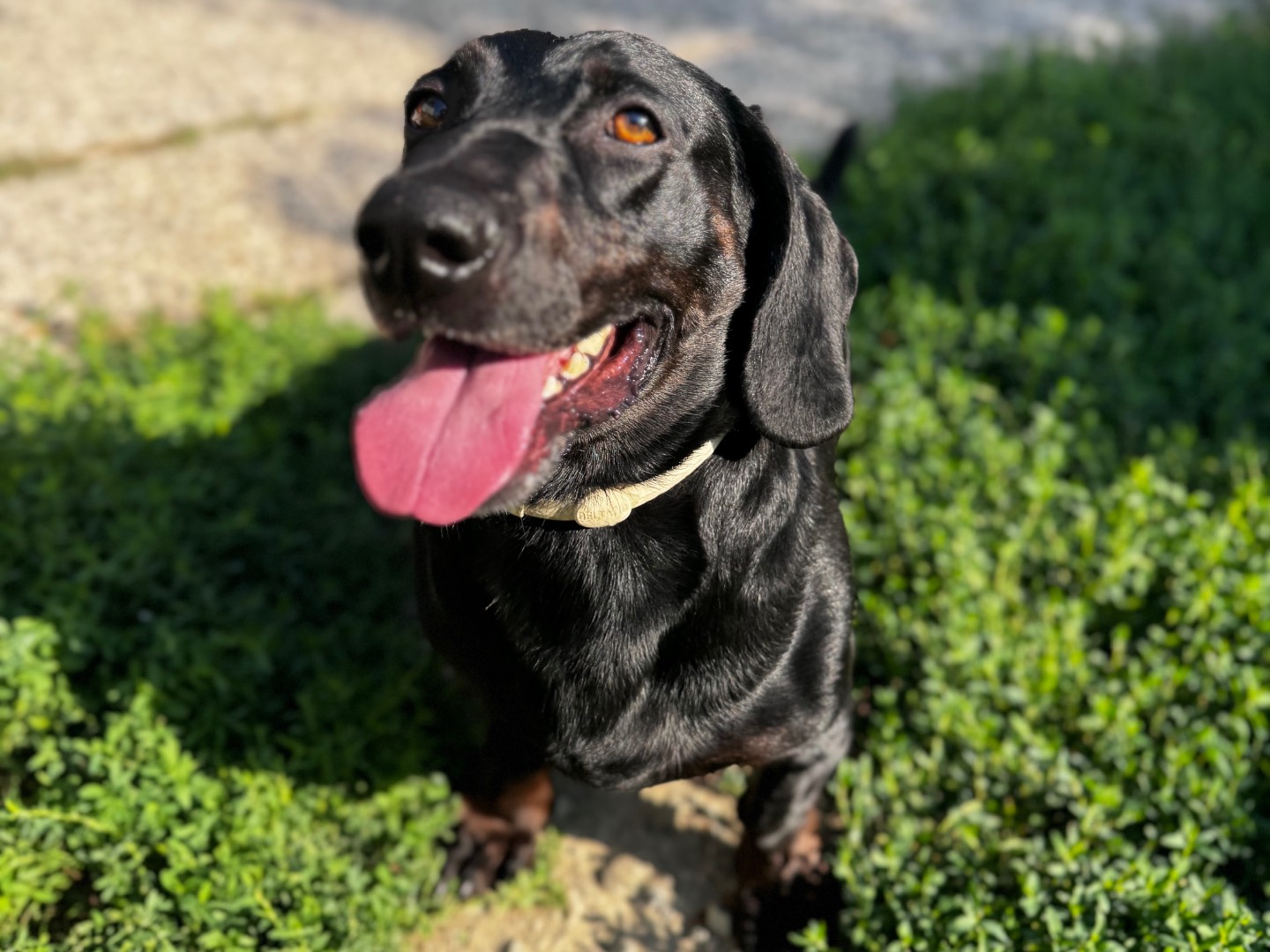 Adotta il cane Rambo a Bologna