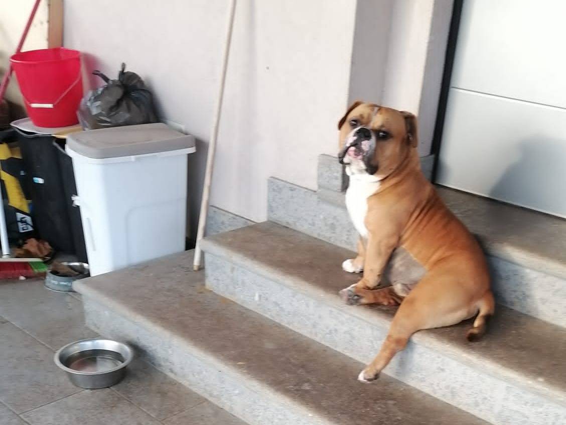 Adotta un cane, maschio, 2 anni  e 8 mesi , Roma