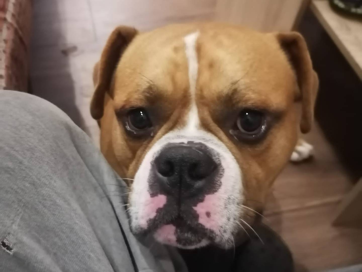 Adotta un cane, taglia media contenuta, maschio, Roma