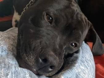 Adotta un cane, maschio, 3 anni , Roma