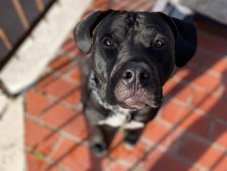 Adotta un cane, taglia media, maschio, Roma