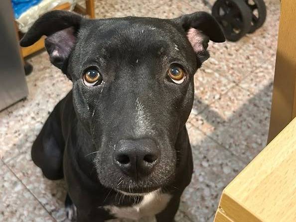 Adotta un cane, femmina, 3 anni  e 9 mesi , Roma