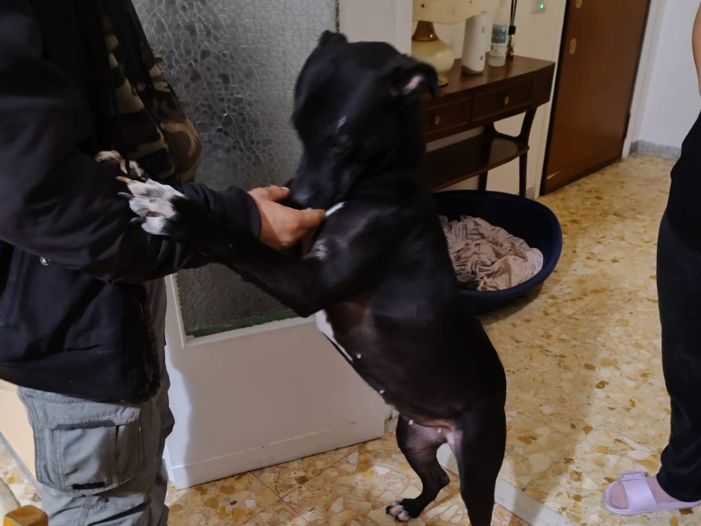 Adotta un cane, taglia media, femmina, Roma