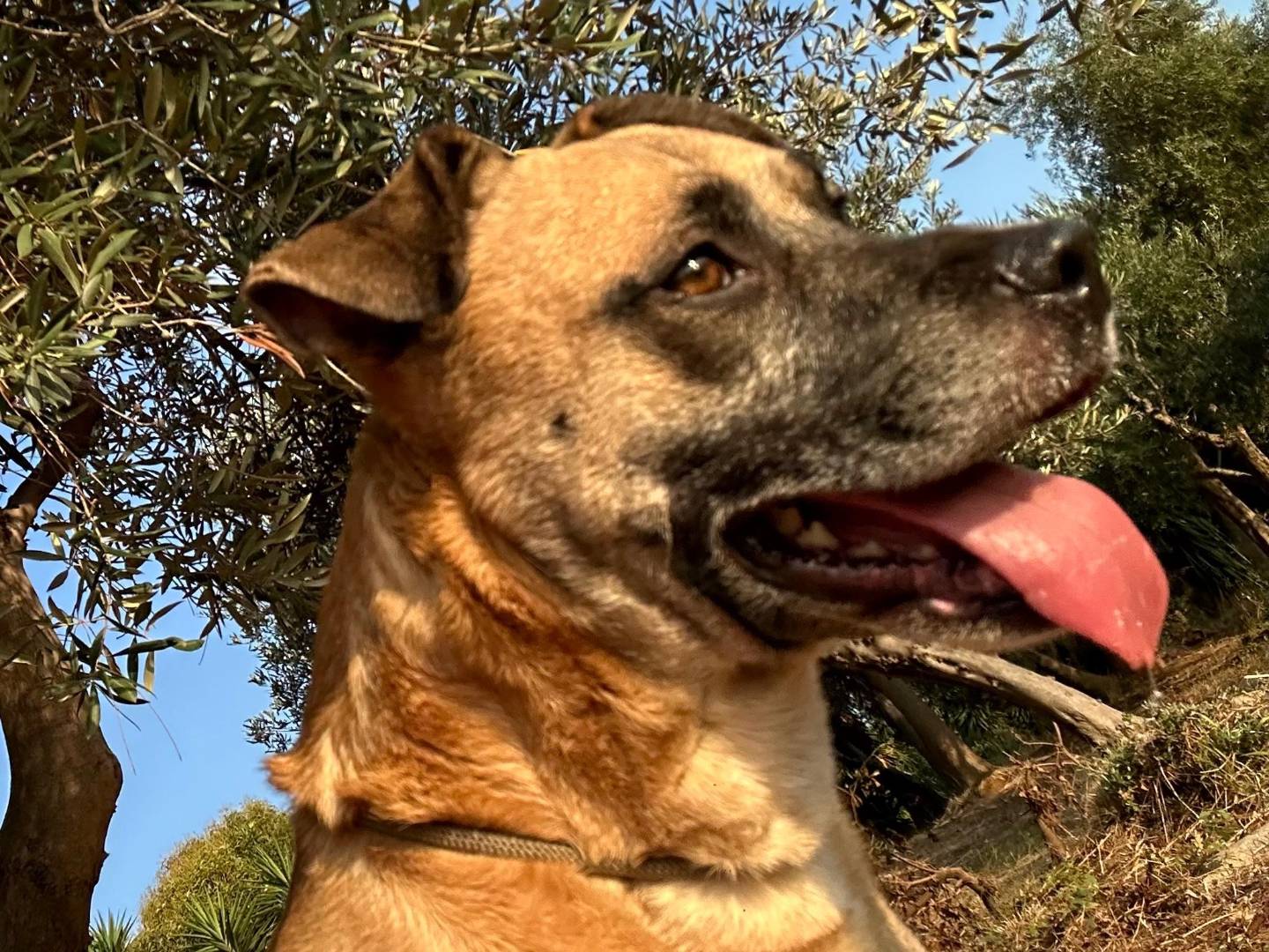 Foto dell'animale