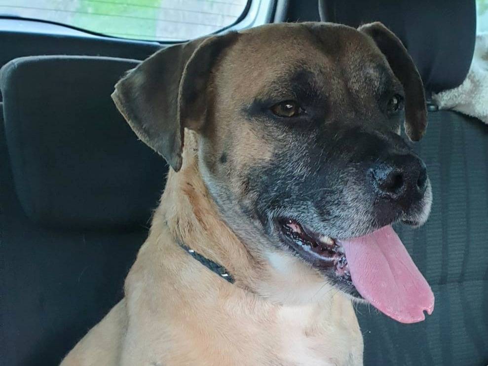 Adotta un cane, maschio, 3 anni  e 7 mesi , Vibo