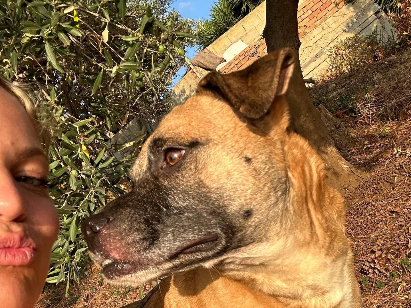 Adotta il cane GIOVE a Vibo