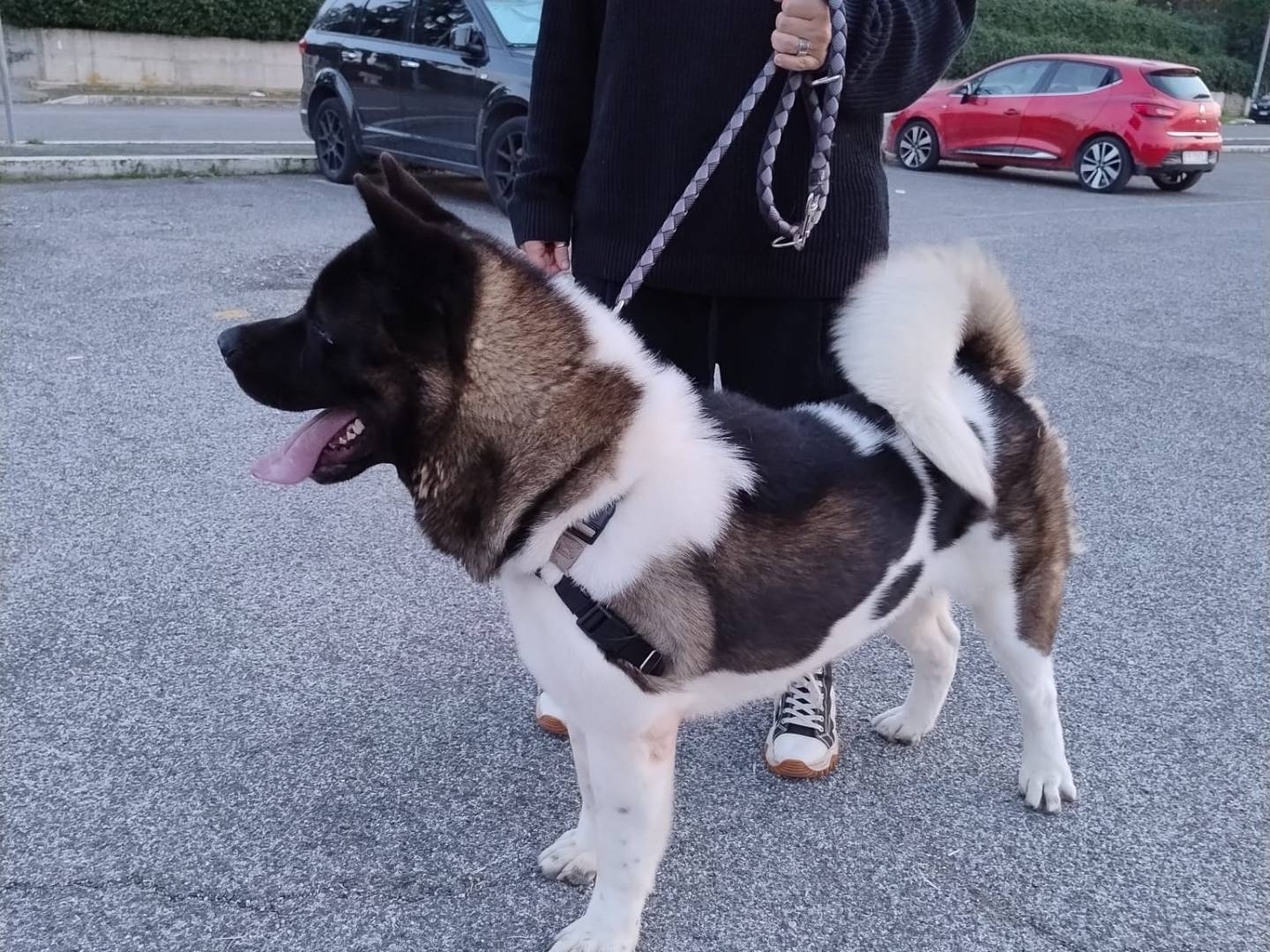 Adotta un cane, maschio, 3 anni  e 1 mese, Roma