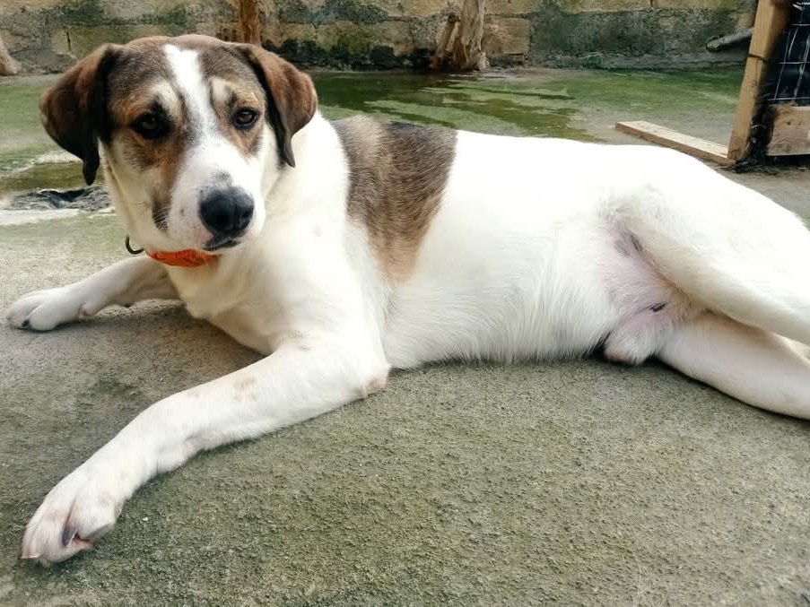 Adozione cane, maschio, Pastore australiano Golden Retriever, 3 anni , taglia gigante, Siracusa