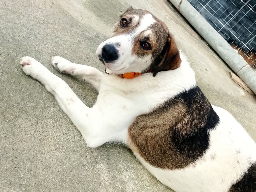 Adotta un cane, taglia gigante, maschio, Siracusa
