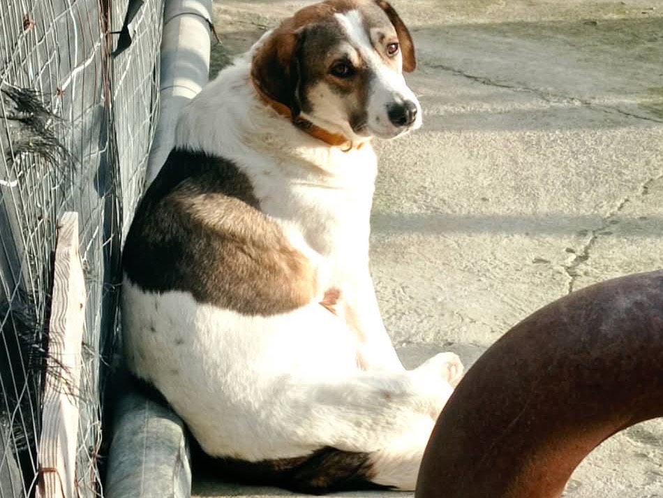 Vuoi adottare un cane a Siracusa?