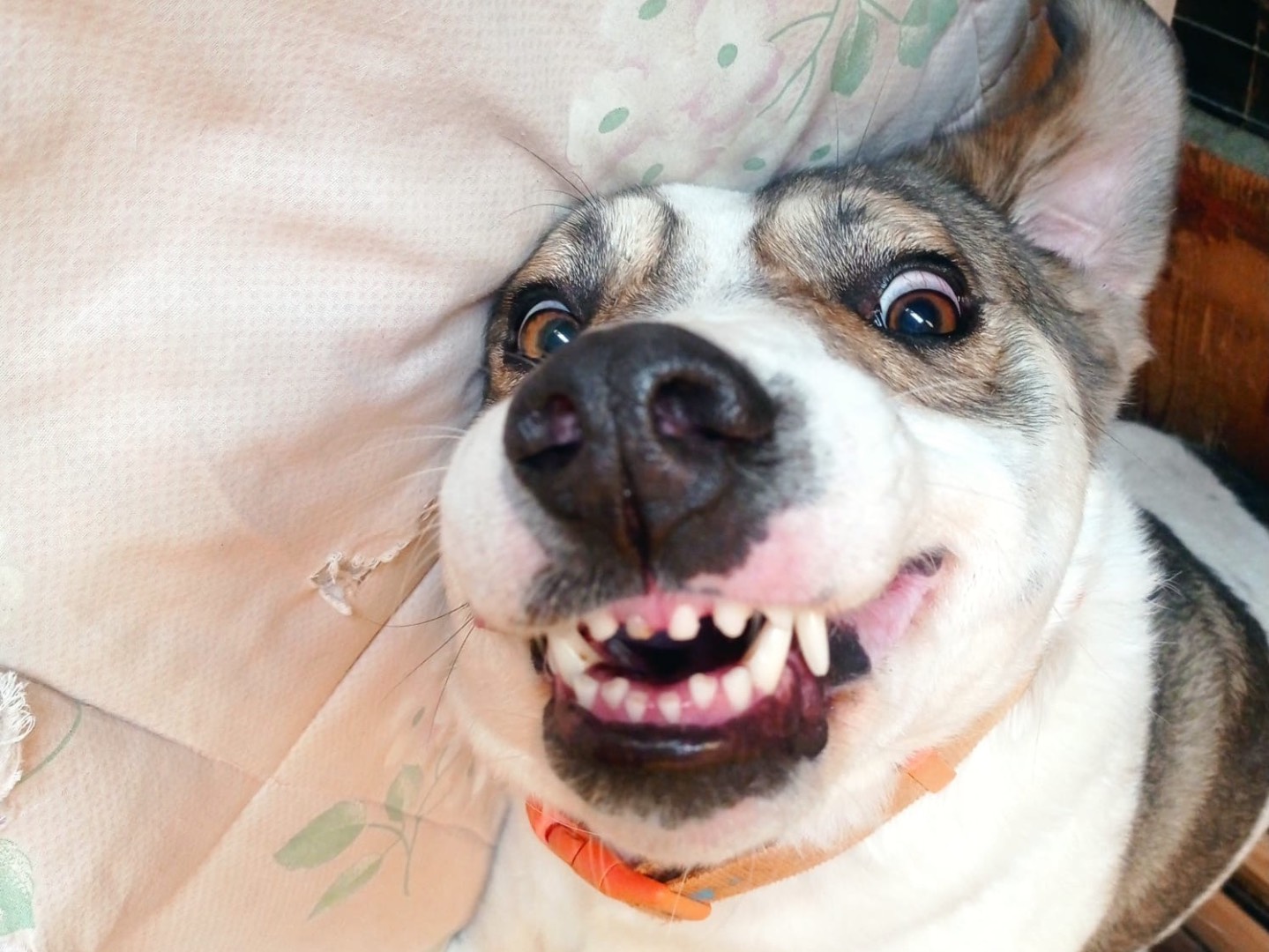 Adotta il cane Beethoven  a Siracusa