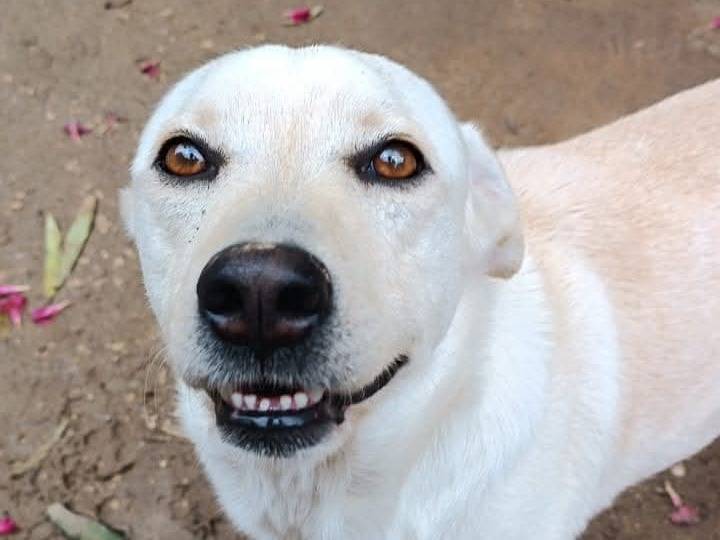 Foto dell'animale