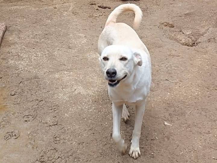 Vuoi adottare un cane a Roma?