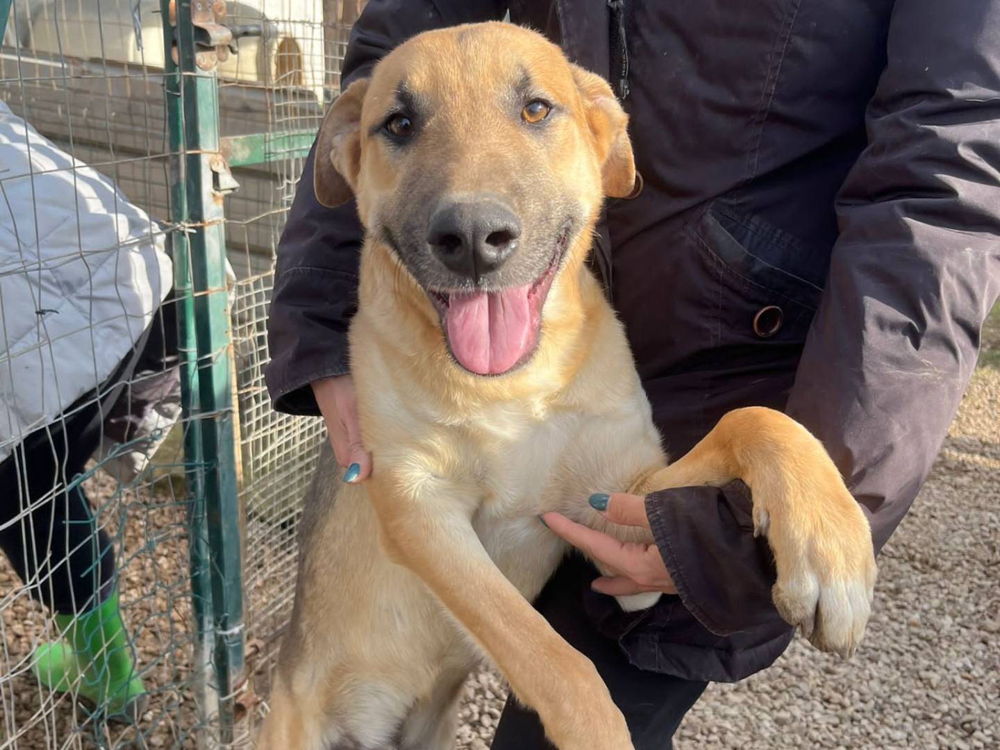 Foto dell'animale
