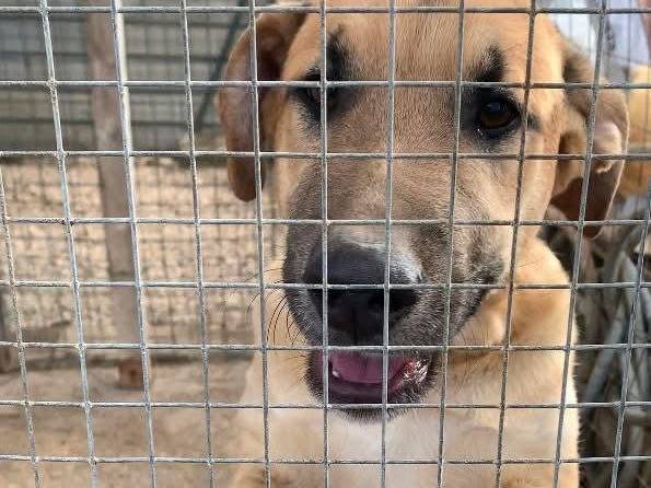 Adotta un cane, maschio, 1 anno e 10 mesi , Taranto