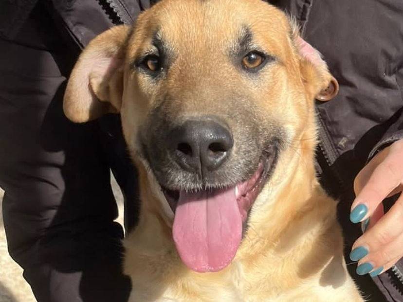 Vuoi adottare un cane a Taranto?