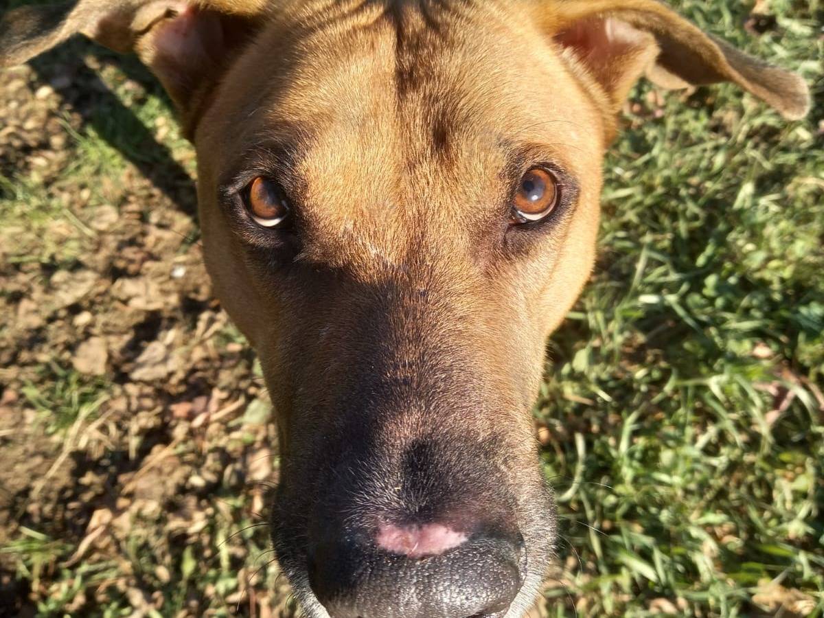 Foto dell'animale