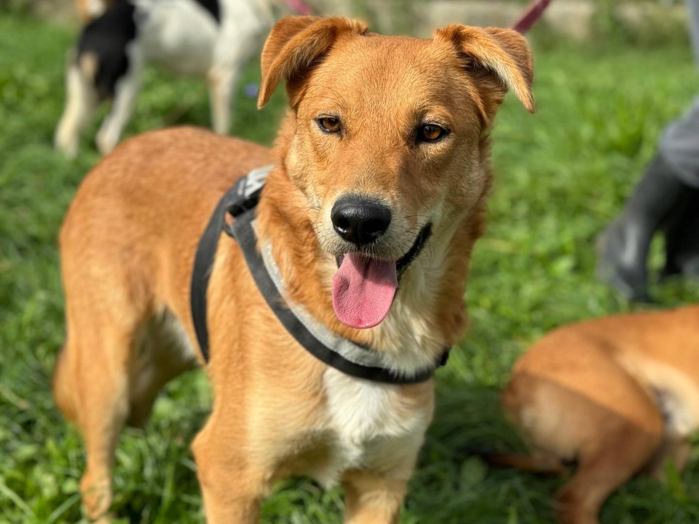 Adotta un cane, maschio, 1 anno e 10 mesi , Frosinone