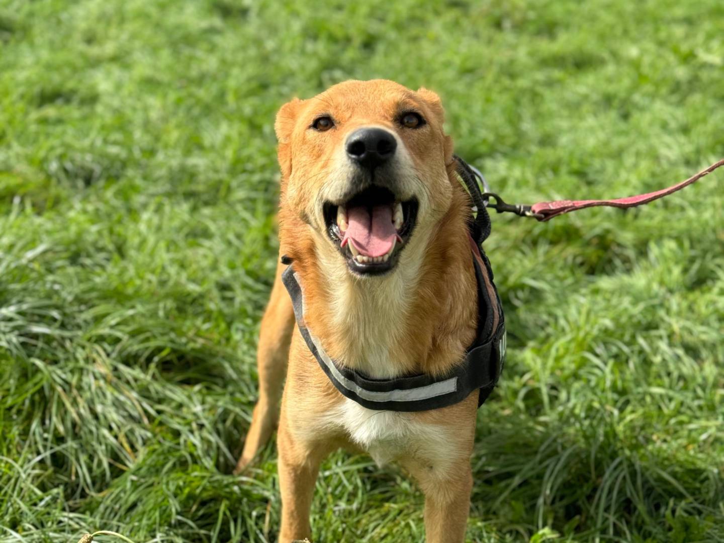 Adotta un cane, taglia media, maschio, Frosinone