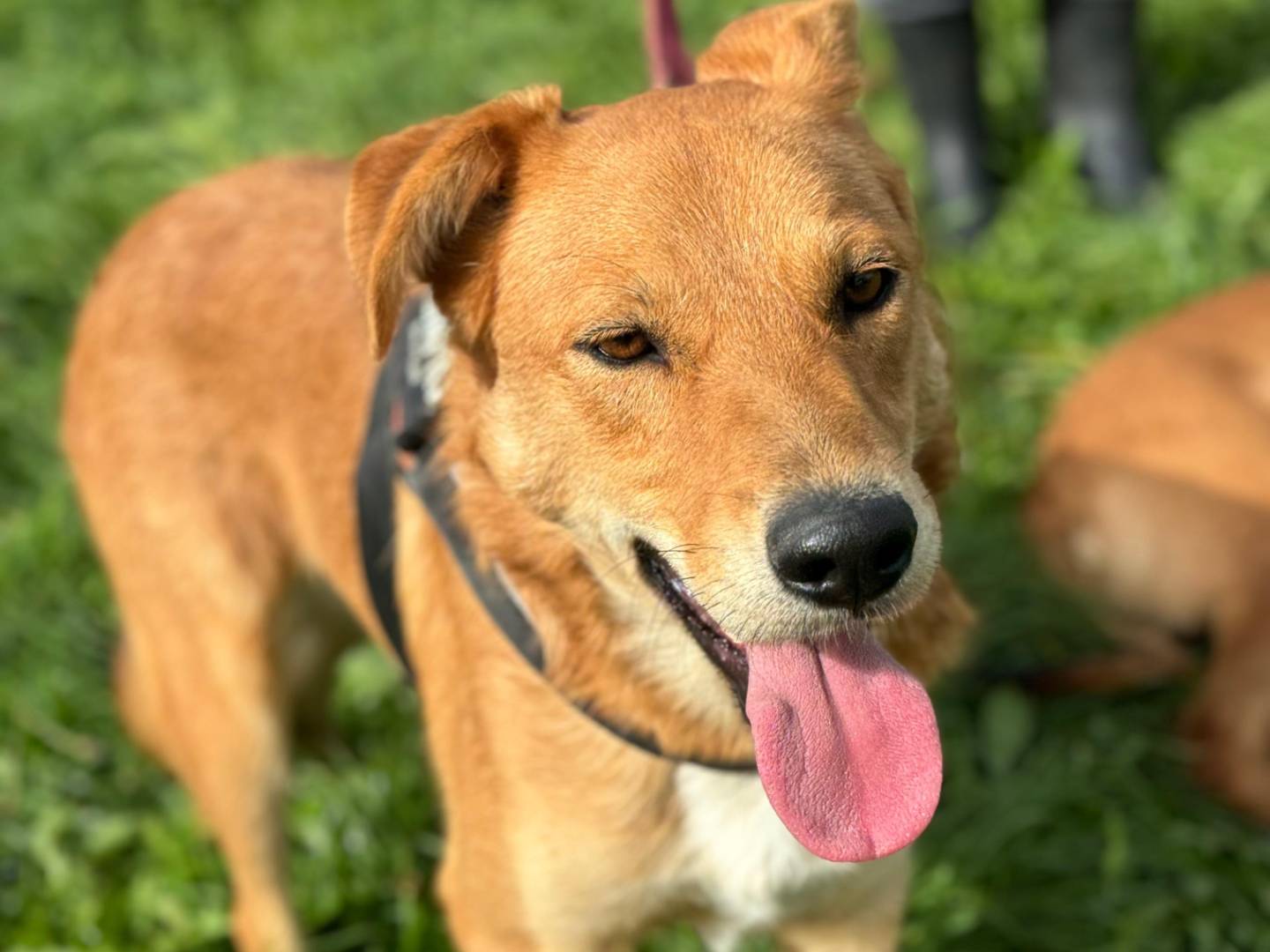 Vuoi adottare un cane a Frosinone?
