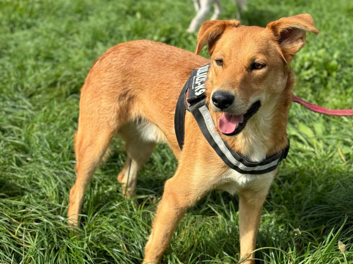 Adotta il cane MIGUEL a Frosinone