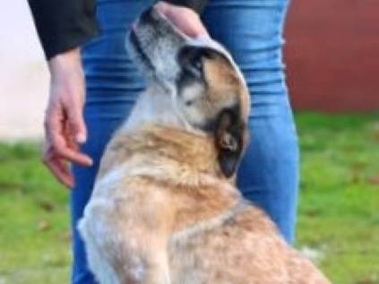 Adotta un cane, femmina, 1 anno e 3 mesi , Cuneo