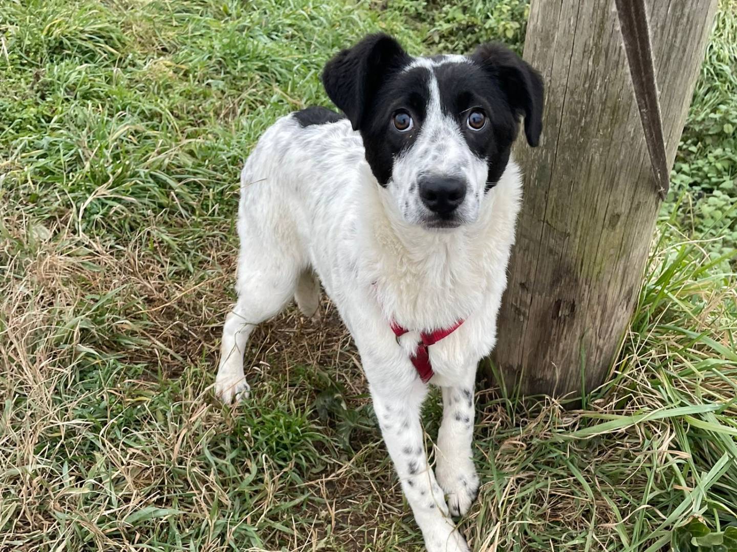 Adozione cane, femmina, Razza sconosciuta Razza sconosciuta, 1 anno, taglia media contenuta, Milano