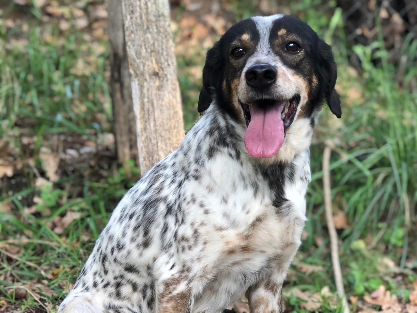 Vuoi adottare un cane a Latina?