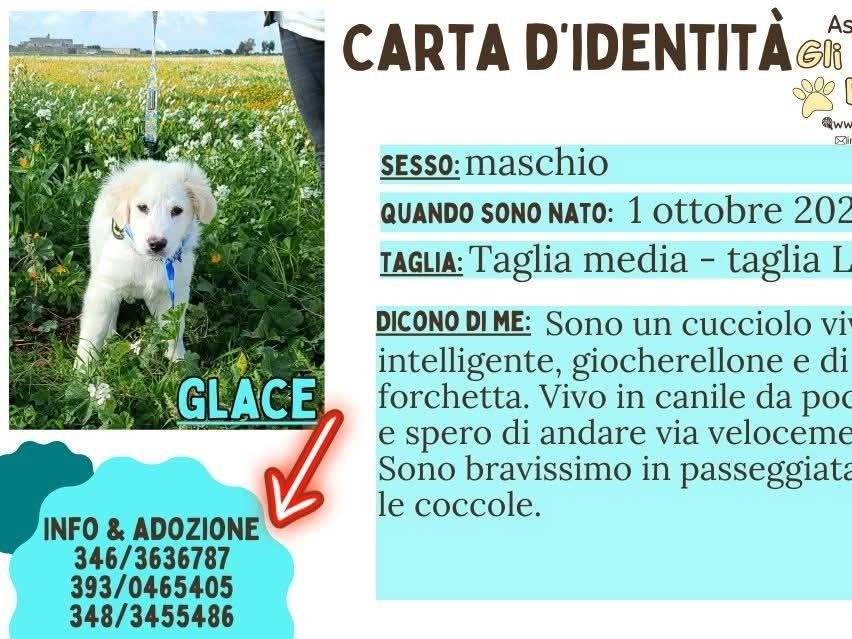 Foto dell'animale