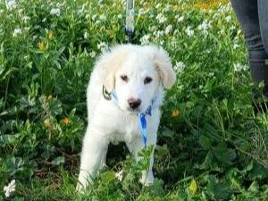 Adotta un cane, maschio, 1 anno e 7 mesi, Taranto