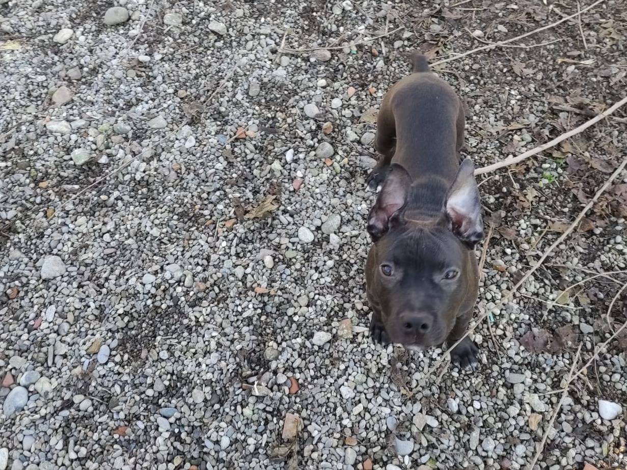 Adozione cane, maschio, Razza sconosciuta Razza sconosciuta, 10 mesi, taglia piccola, Lodi