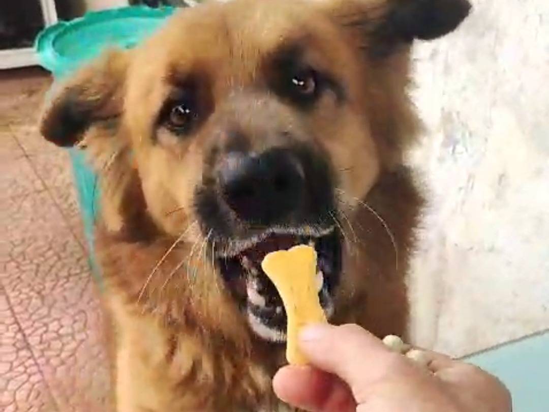 Adotta un cane, maschio, 5 anni  e 11 mesi , Napoli