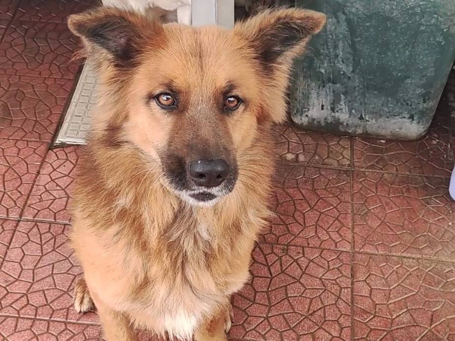 Adotta un cane, taglia media, maschio, Napoli