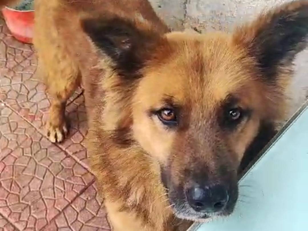 Vuoi adottare un cane a Napoli?