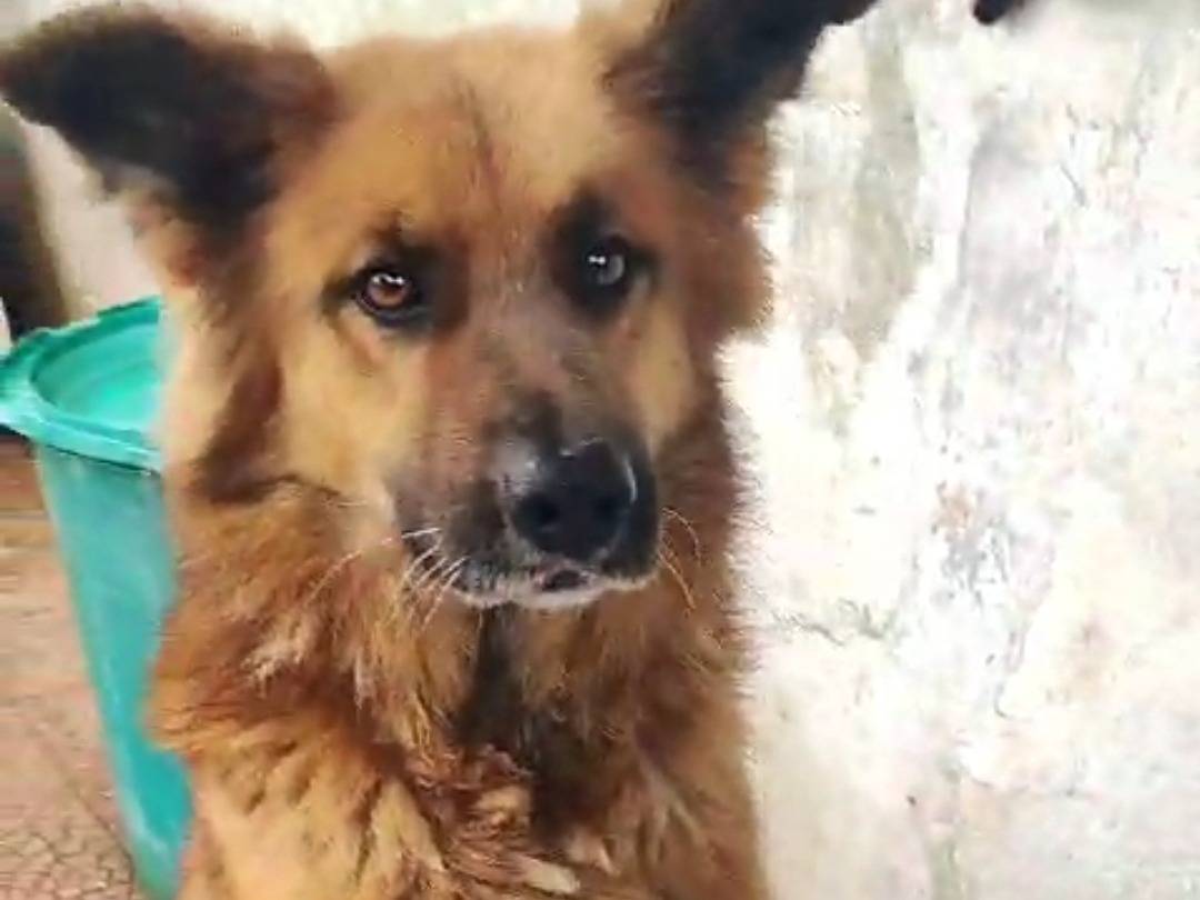 Adotta il cane Freccia a Napoli