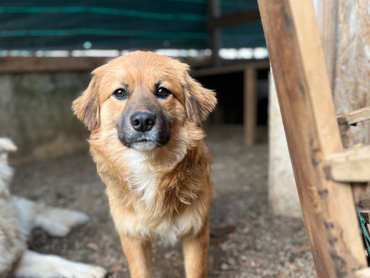 Foto dell'animale