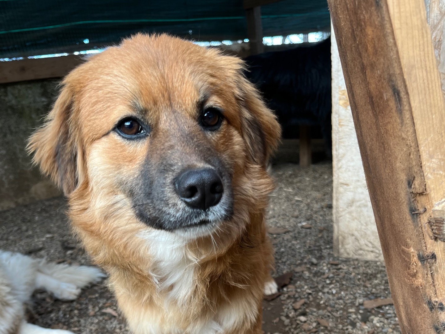 Adotta un cane, maschio, 1 anno e 9 mesi , Brescia