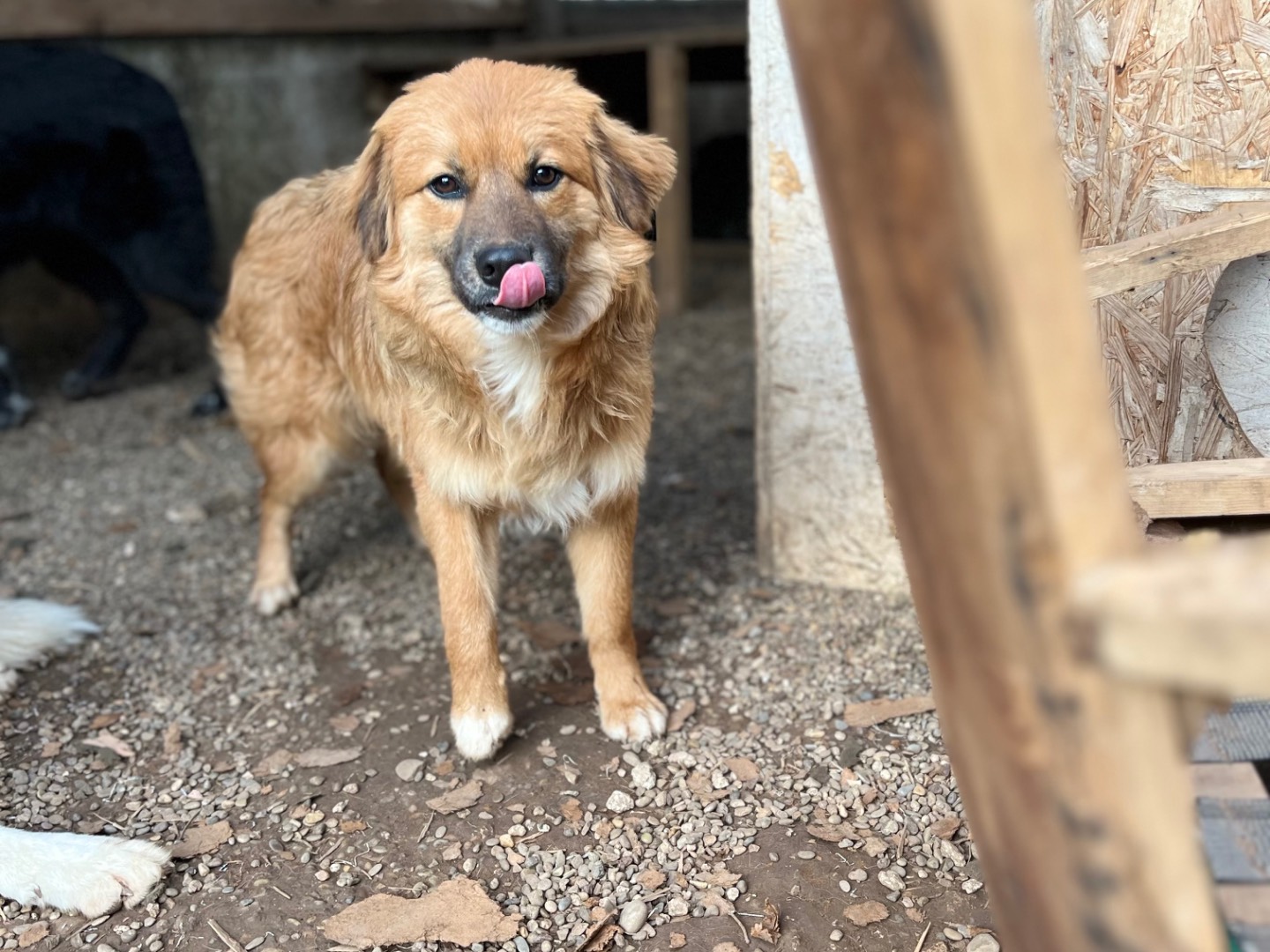 Adotta un cane, taglia media, maschio, Brescia