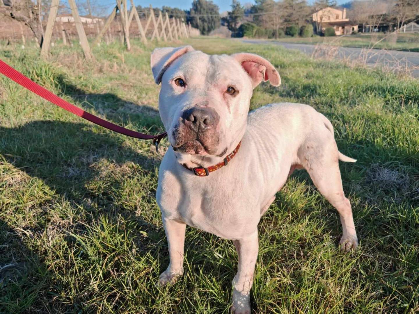 Adotta un cane, taglia media, maschio, Firenze