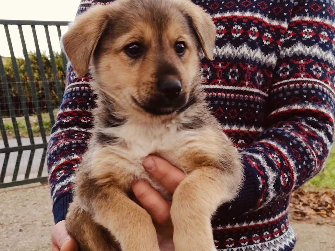 Adozione cane, maschio, Razza sconosciuta Razza sconosciuta, 6 mesi, taglia media, Cosenza