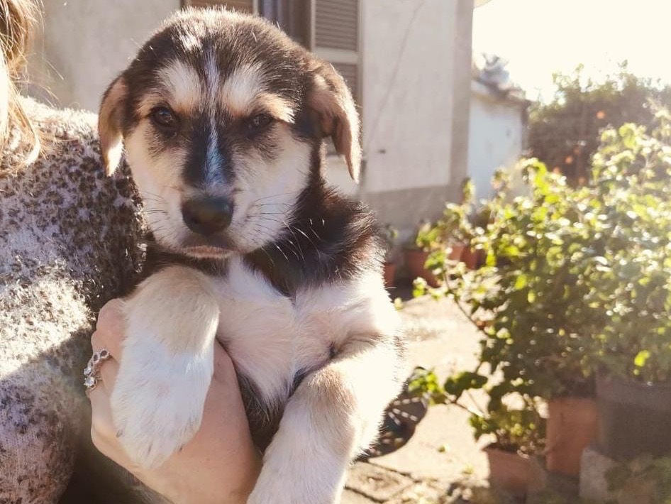 Adotta un cane, maschio, 6 mesi, Cosenza