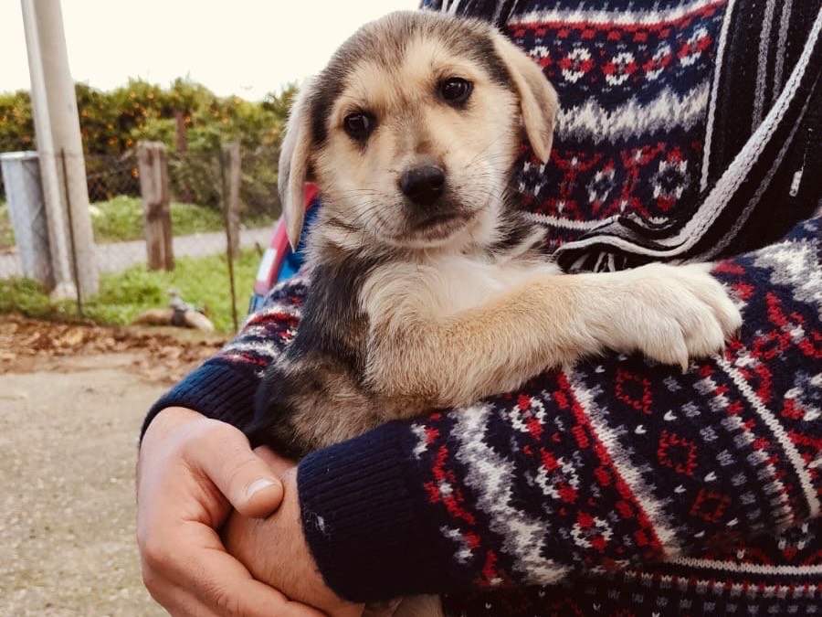 Adotta un cane, taglia media, maschio, Cosenza