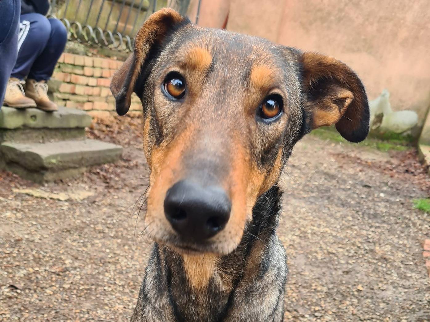 Vuoi adottare un cane a Firenze?