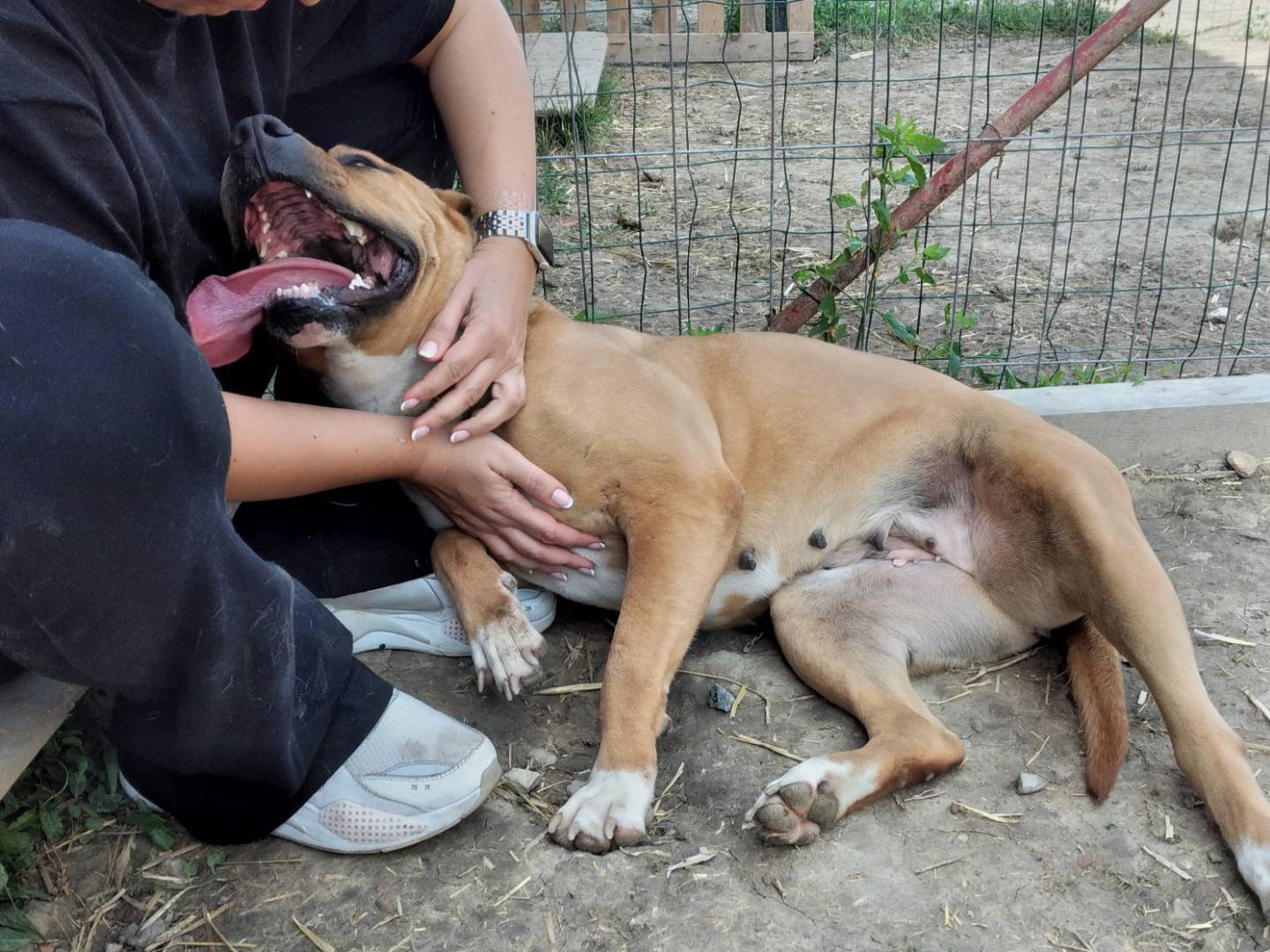 Adotta un cane, femmina, 8 anni  e 2 mesi , Bologna