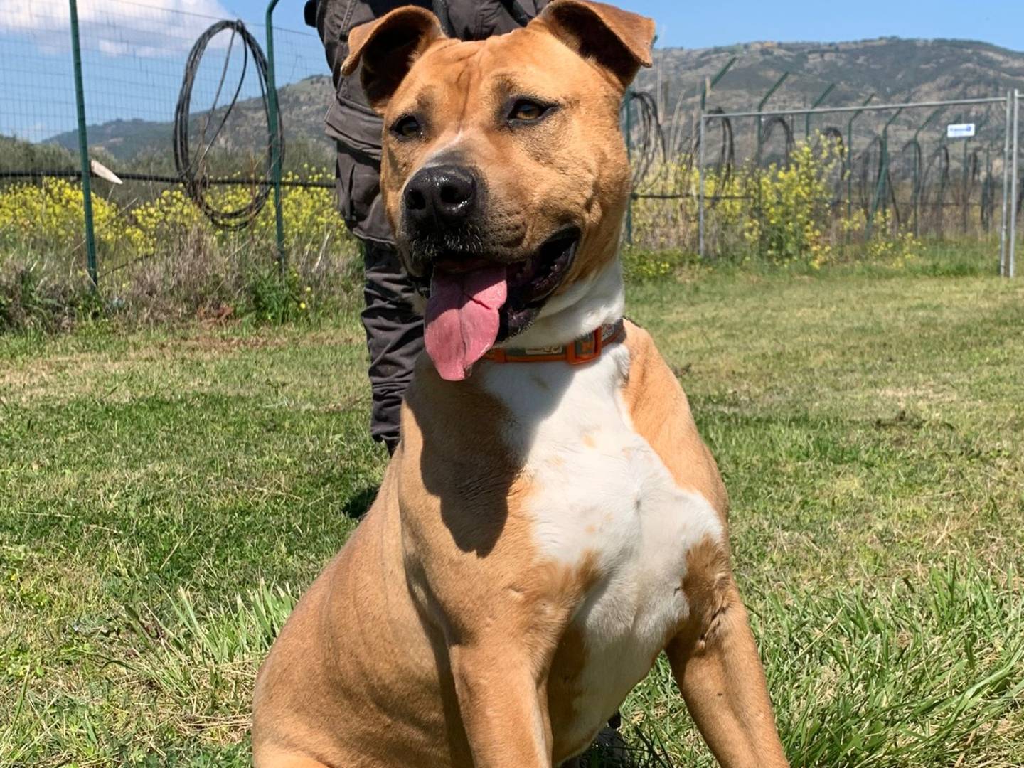 Adotta un cane, taglia media, femmina, Bologna