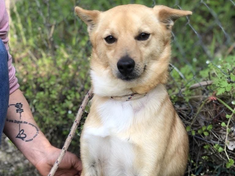 Adozione cane, maschio, Razza sconosciuta Razza sconosciuta, 4 anni  e 5 mesi , taglia piccola, Latina