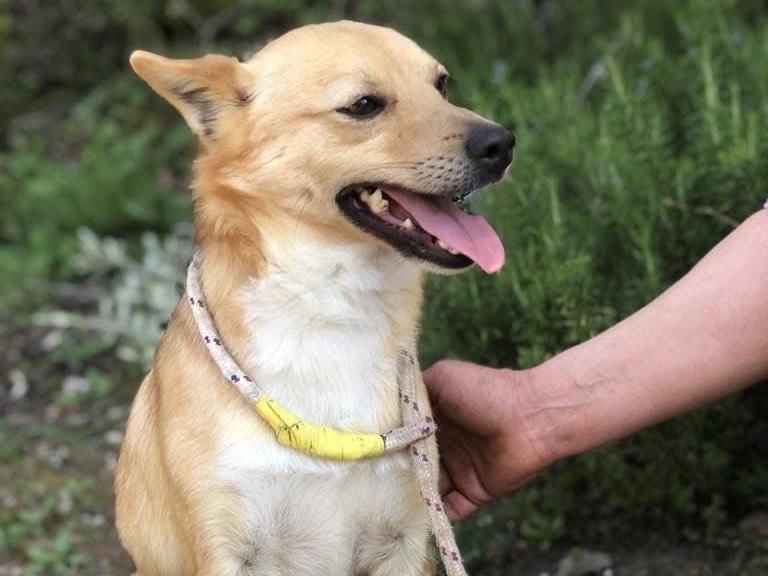 Adotta un cane, taglia piccola, maschio, Latina