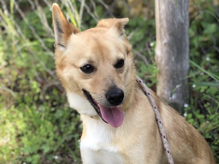 Vuoi adottare un cane a Latina?
