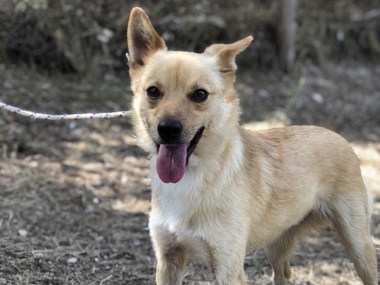 Adotta il cane Pepito a Latina